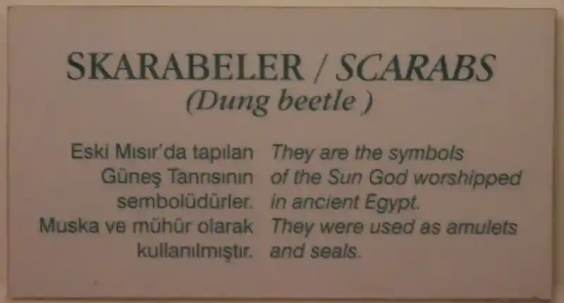 Skarabeler or Scarabs (Dung beetle)